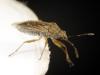 Nysius sp.